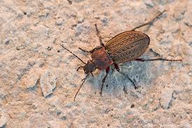 Attēlu rezultāti vaicājumam “Carabus cancellatus”