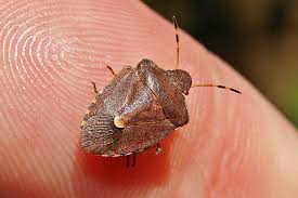 Attēlu rezultāti vaicājumam “Blepharidopterus angulatus imago”