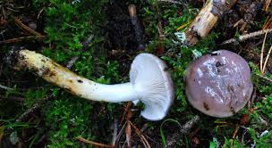 Attēlu rezultāti vaicājumam “Gomphidius glutinosus”