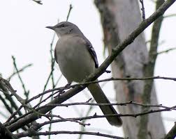 Image result for Mimus polyglottos