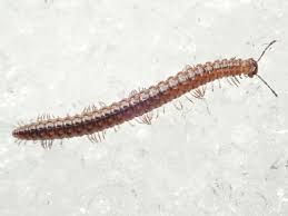 Attēlu rezultāti vaicājumam “Craspedosoma rawlinsi”