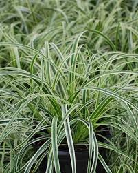 Attēlu rezultāti vaicājumam “Carex arenaria  leaf”
