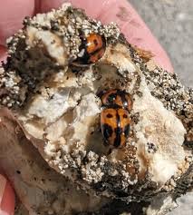 Attēlu rezultāti vaicājumam “Hylecoetus dermestoides female”