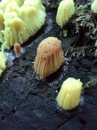 Attēlu rezultāti vaicājumam “Stemonitis axifera var. smithii macro”