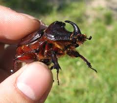 Attēlu rezultāti vaicājumam “Oryctes nasicornis male”