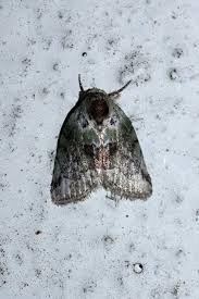 Attēlu rezultāti vaicājumam “Nycteola sp.”