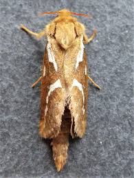 Attēlu rezultāti vaicājumam “Hepialus lupulinus”