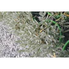 Attēlu rezultāti vaicājumam “Cerastium tomentosum leaf”