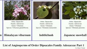 Attēlu rezultāti vaicājumam “Adoxaceae”