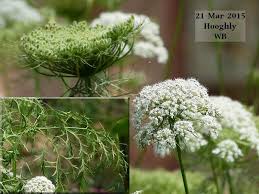 Attēlu rezultāti vaicājumam “Daucus sativus flower”
