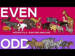 Attēlu rezultāti vaicājumam “Artiodactyla”