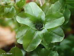 Attēlu rezultāti vaicājumam “Plagiomnium affine”