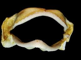 Image result for Mustelus