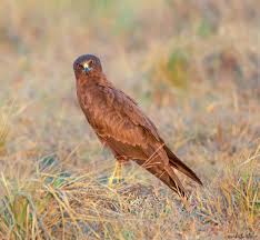 Attēlu rezultāti vaicājumam “Circus aeruginosus adult”