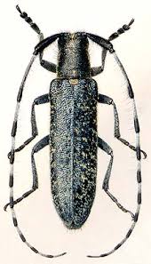 Attēlu rezultāti vaicājumam “Agapanthia villosoviridescens”