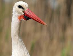Attēlu rezultāti vaicājumam “Ciconia ciconia”
