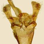 Attēlu rezultāti vaicājumam “Incurvaria oehlmanniella”