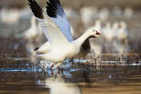 Image result for Anser caerulescens