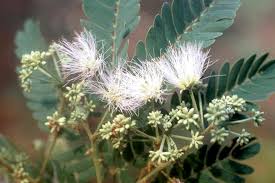 Attēlu rezultāti vaicājumam “Sacchiphantes abietis exuvia”