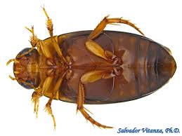 Attēlu rezultāti vaicājumam “Dytiscidae”