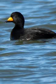 Attēlu rezultāti vaicājumam “Melanitta nigra male”