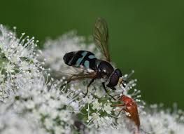 Attēlu rezultāti vaicājumam “Didea alneti”