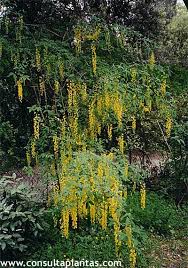 Attēlu rezultāti vaicājumam “Laburnum alpinum”