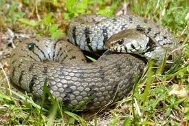 Attēlu rezultāti vaicājumam “Natrix natrix”