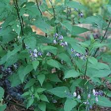 Attēlu rezultāti vaicājumam “Solanum dulcamara flower”