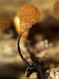 Attēlu rezultāti vaicājumam “Hemitrichia calyculata young”