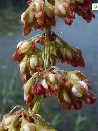 Attēlu rezultāti vaicājumam “Rumex hydrolapathum fruit”