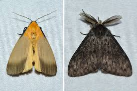 Attēlu rezultāti vaicājumam “Lithosia quadra male”