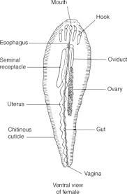 Attēlu rezultāti vaicājumam “Balanus improvisus”