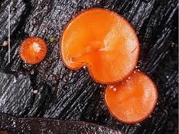 Attēlu rezultāti vaicājumam “Scutellinia scutellata”