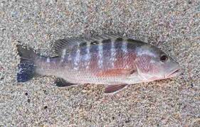 Image result for Lutjanus novemfasciatus