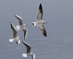 Image result for Larus audouinii