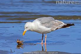 Attēlu rezultāti vaicājumam “Larus argentatus”