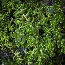 Attēlu rezultāti vaicājumam “Sedum album”