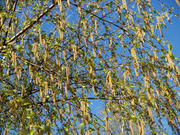Attēlu rezultāti vaicājumam “Betula pendula flower”