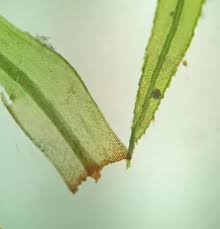 Attēlu rezultāti vaicājumam “Bartramia pomiformis”