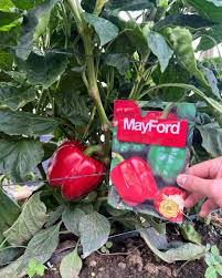 Afbeeldingsresultaat voor california wonder 300 sweet pepper