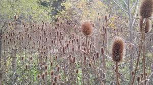 Attēlu rezultāti vaicājumam “Dipsacus fullonum fruit”