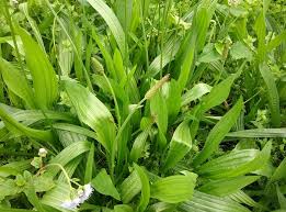 Attēlu rezultāti vaicājumam “Plantago lanceolata”