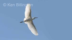 Image result for Egretta garzetta