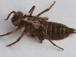 Attēlu rezultāti vaicājumam “Libellula quadrimaculata exuvia”