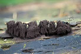 Attēlu rezultāti vaicājumam “Stemonitis fusca var. nigrescens”