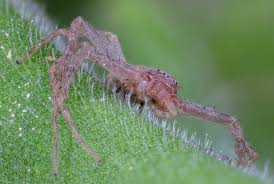 Attēlu rezultāti vaicājumam “Colloderma robustum macro”