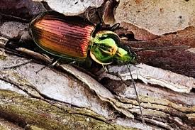 Attēlu rezultāti vaicājumam “Acupalpus flavicollis”