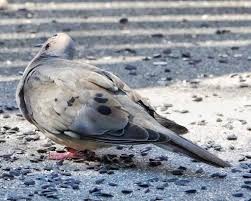 Image result for Zenaida macroura