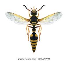 Attēlu rezultāti vaicājumam “Vespula germanica male”